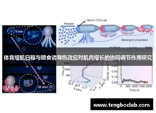 体育增肌日程与摄食诱导热效应对肌肉增长的协同调节作用研究